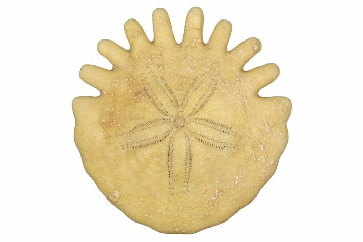 Fossil Sand Dollar (Heliophora) - Boujdour Province, Morocco #347922